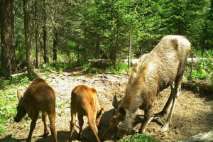 Животът на krasnoyarsk moose е заснет на камера Животът на krasnoyarsk moose е заснет на камера